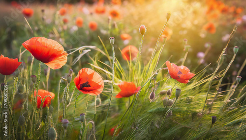 floral background_ red poppies and green grass with evening sunlight