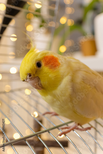 Yellow cockatiel parrot.Cute cockatiel.Home pet parrot.The best cockatiel.Beautiful photo of a bird.Ornithology.Funny parrot.Cockatiel parrot. Home pet yellow bird.Beautiful feathers.Love for animals