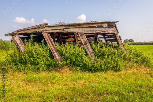 Collapsed wooden shed in the grass. Many nettles grow in and around the shed. The photo was taken on a sunny day with a blue sky.