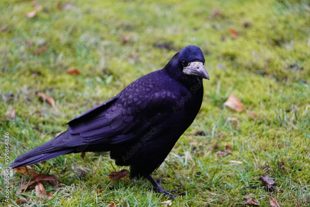 Visits from Eastern Europe, Corvus frugilegus as winter guests annually from November to the end of March. Hanover, Germany. Visits from Eastern Europe, Corvus frugilegus as winter guests annually from November to the end of March. Hanover, Germany.