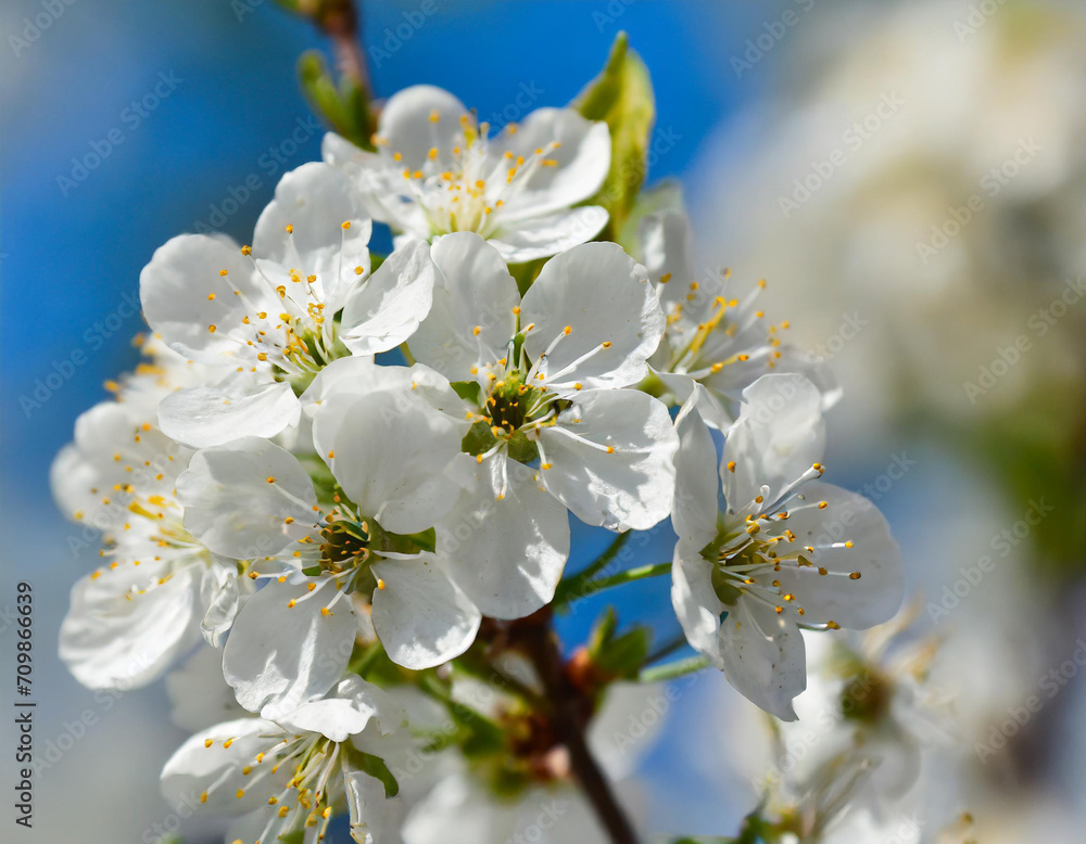 Spring flower petal blooming floral background plant beauty bright blossom white nature