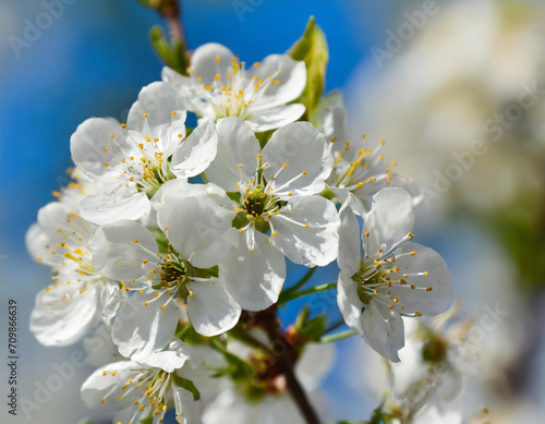 Spring flower petal blooming floral background plant beauty bright blossom white nature