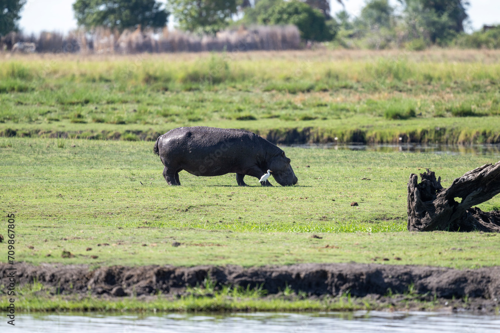 Fototapeta premium hippos in natural conditions in a national park in Kenya