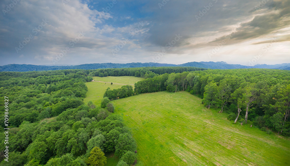 beautiful meadow and green forest; aerial shot; bird's eye view
