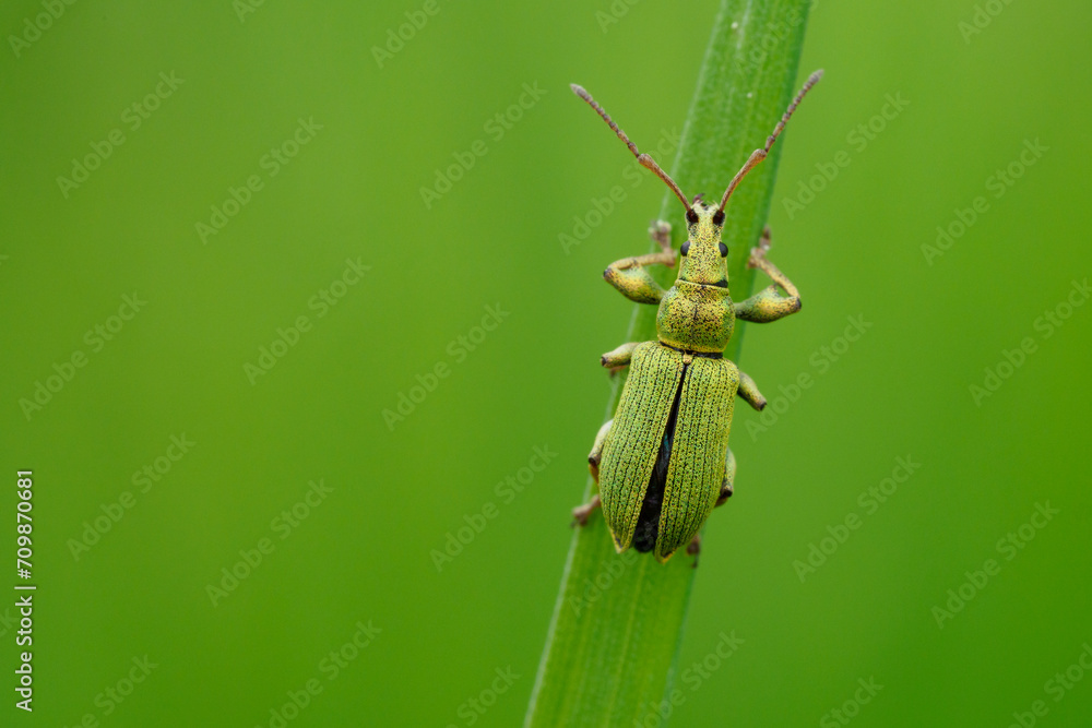 Fototapeta premium Weevil beetle on a blade of grass