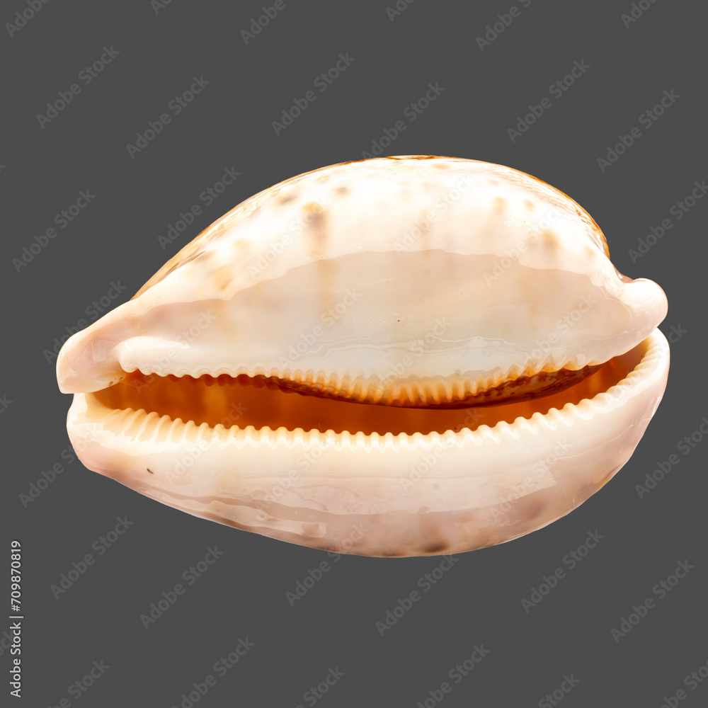 seashell