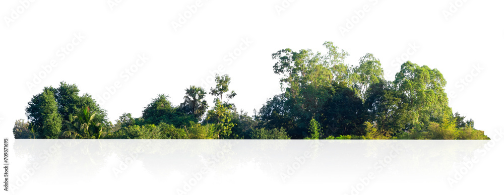 tree line isolate on white background - obrazy, fototapety, plakaty 