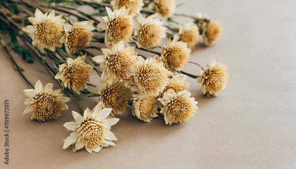 Dry star flowers on neutral tan beige background Dry star flowers on neutral tan beige background
