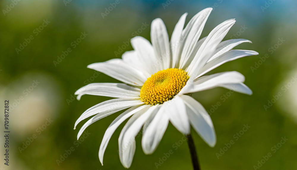 Elegant white flower stem. Aesthetic floral simplicity composition. Close up view flower Elegant white flower stem. Aesthetic floral simplicity composition. Close up view flower