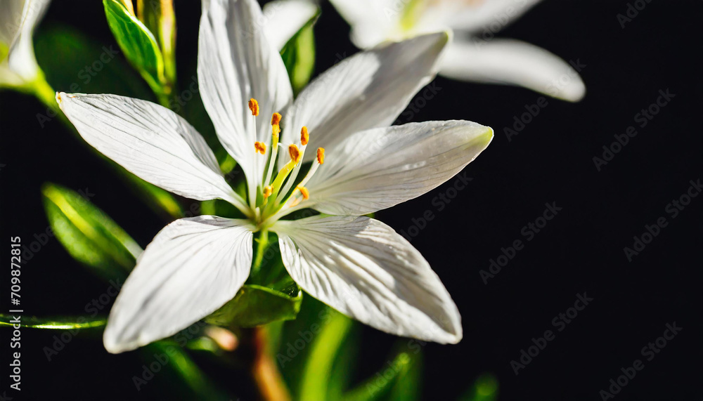Elegant Star of Bethlehem flower stem on black background. Aesthetic floral simplicity composition. Close up view flower Elegant Star of Bethlehem flower stem on black background. Aesthetic floral simplicity composition. Close up view flower