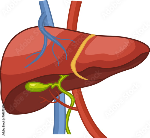Anatomy of the Human Liver. Organ of the Digestive Gallbladder, Blood supply to the Liver. Vector Illustration of Internal Organ. Medicine Concept