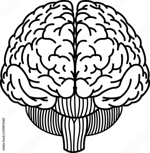 Human Brain Front for Coloring. Vector Illustration of Internal Organs. Medicine Concept