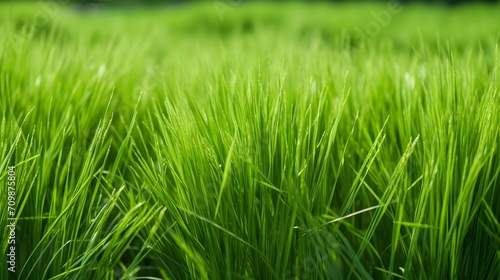 Green vetiver grass field. Vetiver System is used for soil and water conservation, mitigation and rehabilitation, and sediment control. Organic glue for soil sustainable development. Ornamental grass.