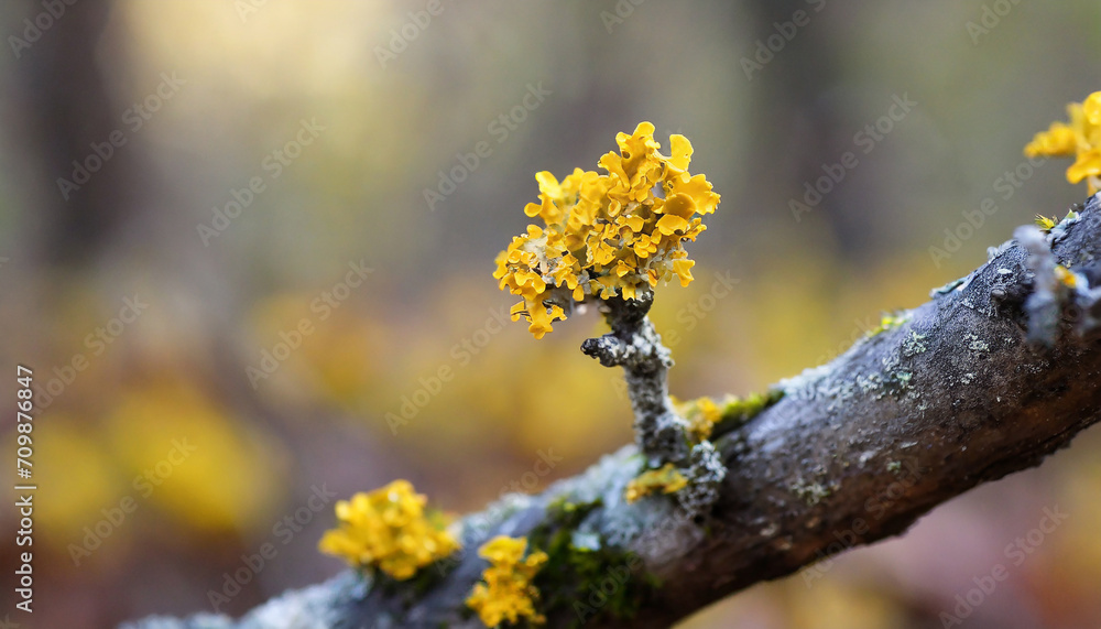 Yellow lichen on dry tree branch in autumn forest with blurred background. Macro closeup image
