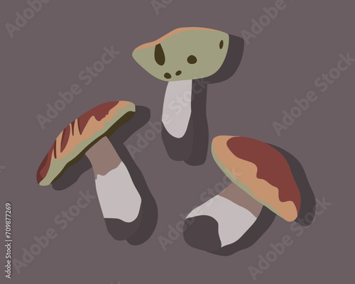 Vector isolated illustration of boletus mushrooms.