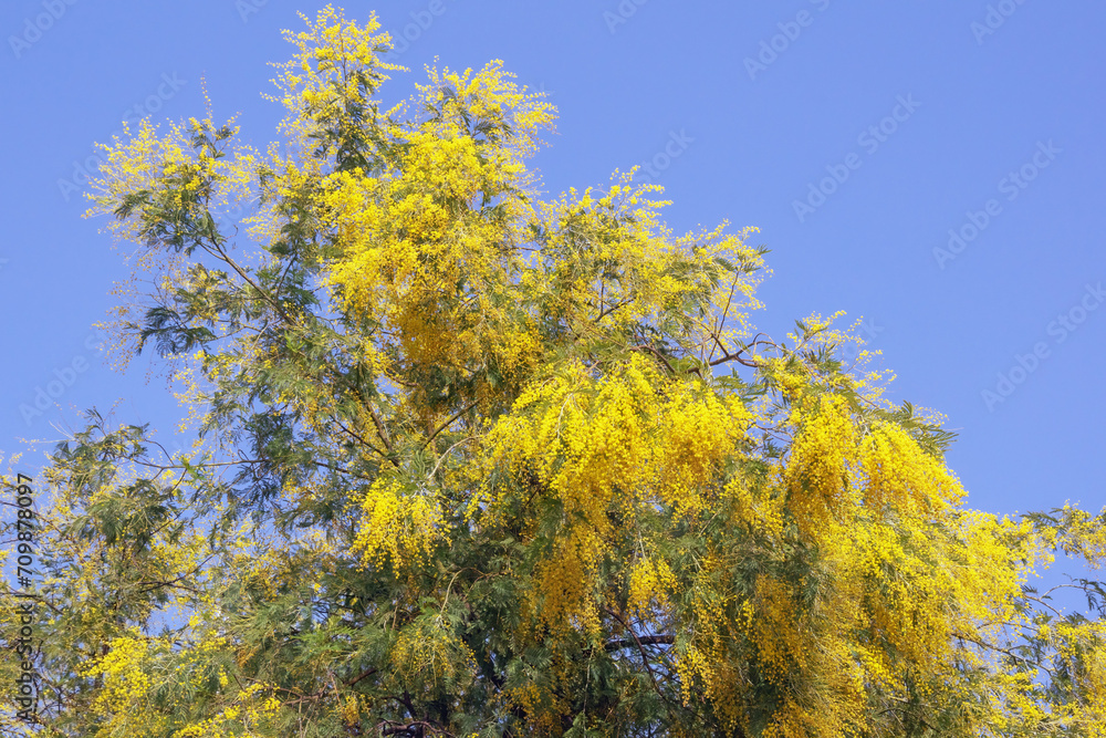 Branches of Acacia dealbata tree with bright yellow flowers against blue sky on sunny spring day Branches of Acacia dealbata tree with bright yellow flowers against blue sky on sunny spring day