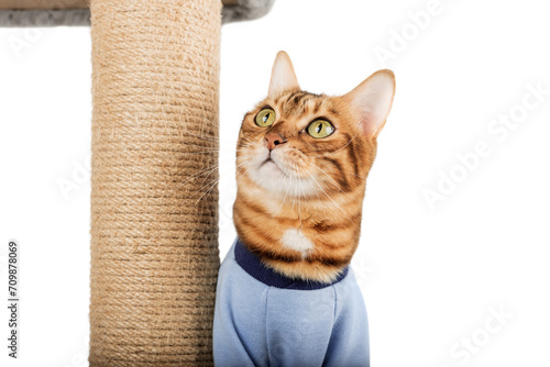 Domestic cat in clothes near the cat tree.
