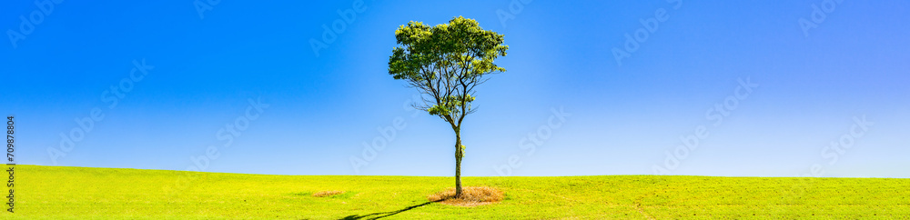 草原 に 一本の木 が 生えている 【 成長 の イメージ 】