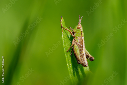 Juvenile Grasshopper on a blade of grass