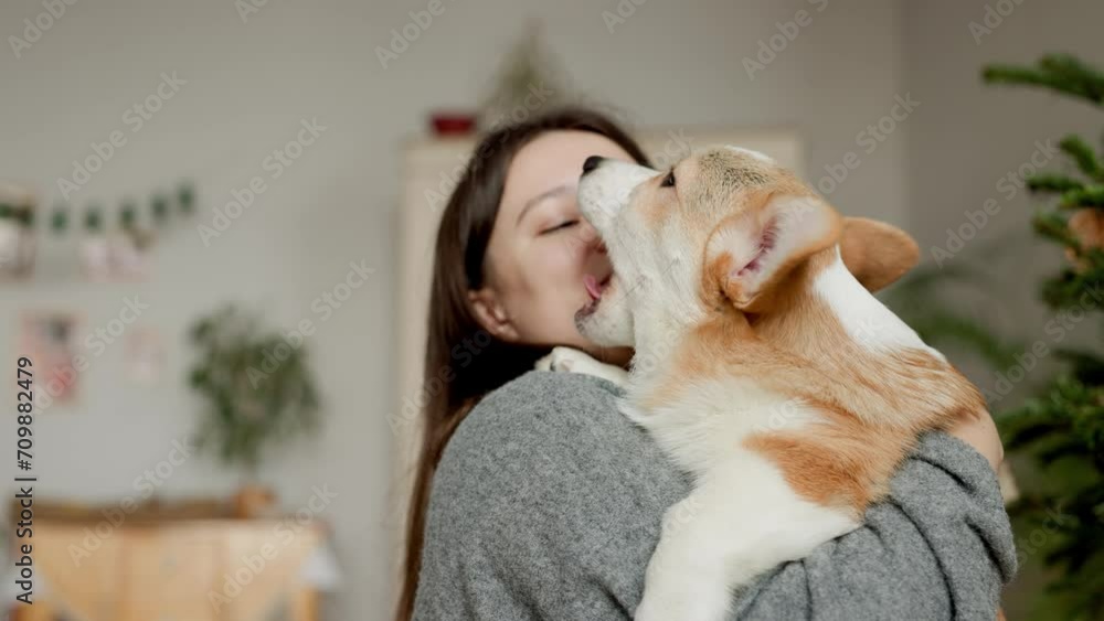 Portrait of adorable, happy smiling dog of the corgi breed. Girl playing with their favorite pet in the beautiful home. Portrait of adorable, happy smiling dog of the corgi breed. Girl playing with their favorite pet in the beautiful home.