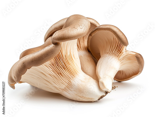 Fresh oyster mushroom isolated on white background. Minimalist style. 