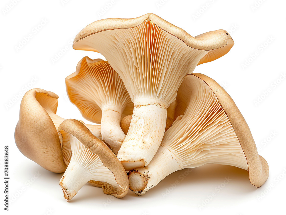 Fototapeta premium Fresh oyster mushroom isolated on white background. Minimalist style.