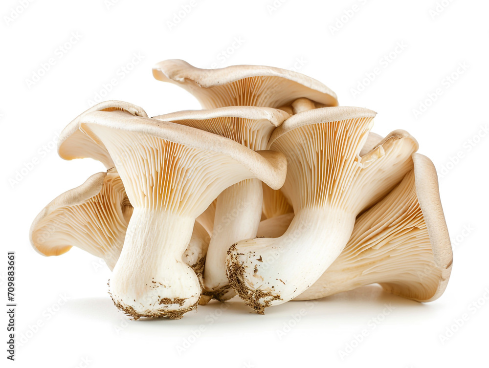 Fresh oyster mushroom isolated on white background. Minimalist style.
Fresh oyster mushroom isolated on white background. Minimalist style.