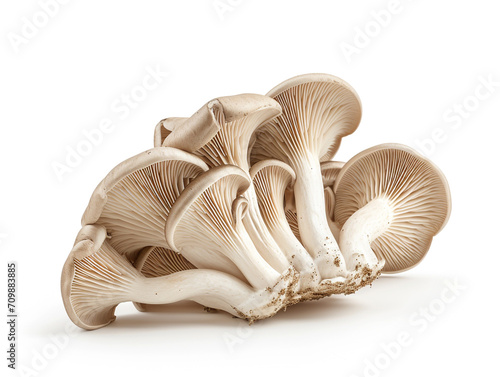 Fresh oyster mushroom isolated on white background. Minimalist style. 