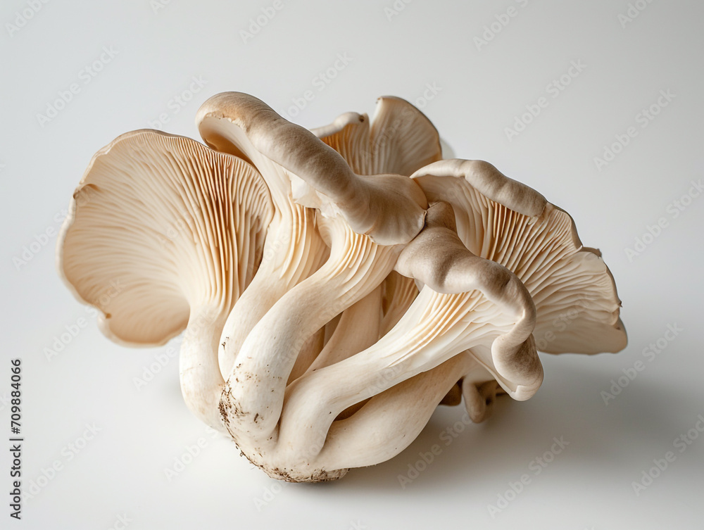Fototapeta premium Fresh oyster mushroom isolated on white background. Minimalist style. 