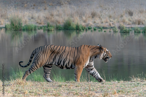 Tiger, Bengal Tiger (Panthera tigris Tigris), walking near a lake in Bandhavgarh National Park in India.                                          