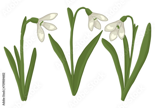 Spring time flowers collection. Clipart set of snowdrops doodle. Cartoon vector illustration isolated on white.