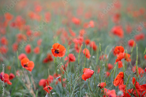 Red poppies in the field. Rainy weather, flowers with drops of water. Blurred background