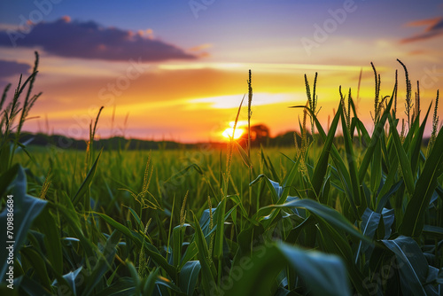 beautiful sunset on a corn field, landscape
