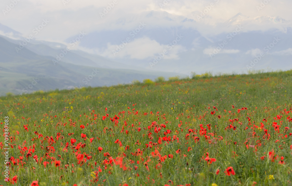 Amazing poppy field landscape against Tian Sian mountains and clouds