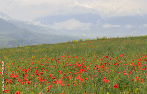 Amazing poppy field landscape against Tian Sian mountains and clouds