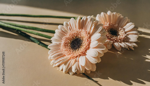Delicate pale peach gerbera flower stems on tan beige background. Aesthetic close up view floral composition with sunlight shadows and copy space
