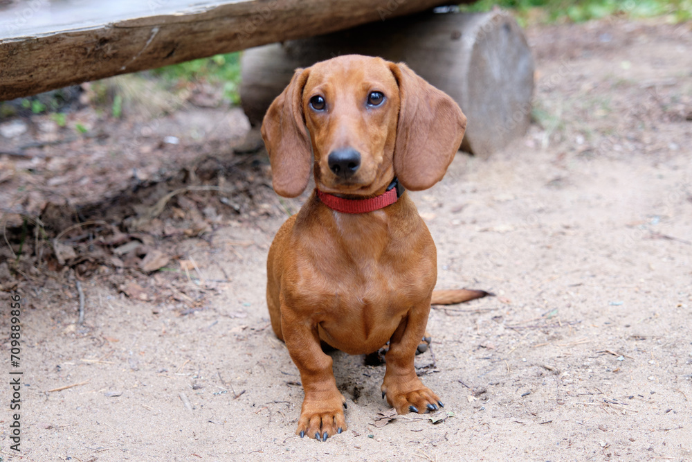 Portrait of a brown dachshund on the path close-up