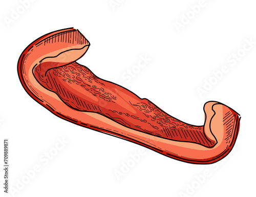 Slice of bulgarian pepper red color sketch hand drawn style slice paprika pepper fresh vegetable vector illustration isolated on white background
