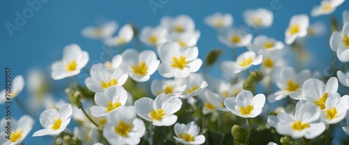 Spring forest white flowers primroses on a beautiful blue background macro. Blurred gentle sky
