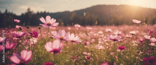 Vintage landscape nature background of beautiful cosmos flower field on sky with sunlight in spring