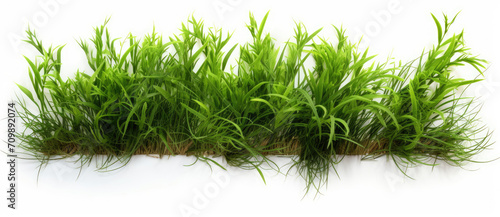 Row of Green Grass on White Background - Fresh, Natural, and Serene