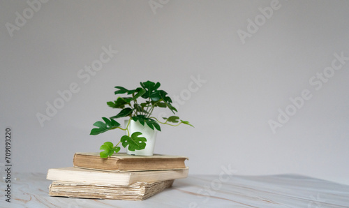 Livres anciens empilées avec une petite plante verte sur le dessus - vieux livres devant un fond clair photo