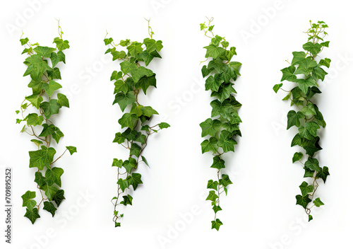 Wallpaper Mural Four Different Types of Ivy Growing on a Wall Torontodigital.ca