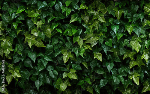 Close Up of Green Leafy Wall in Nature