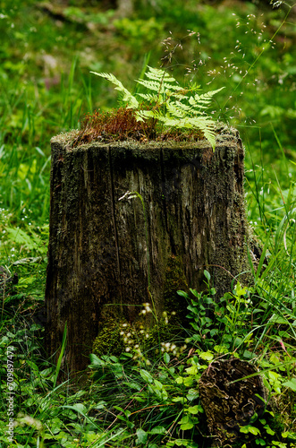 woodland scene featuring an ancient moss-covered stump surrounded by lush ferns