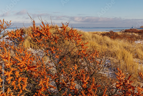 Cuadro en lienzo Früchte des Sanddorn (Hippophae rhamnoides, sea-buckthorn) im Winter bei Heiligenhafen, Schleswig-Holstein