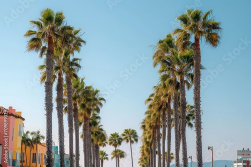 Palm Trees line Venice Beach California © Tisha