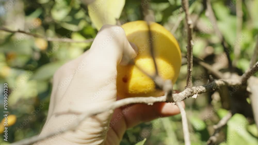 POV A man's hand reaches for an orange on the tree, pierces it with a finger, and plucks it, splashing juice. Bright sunlight. Close-up. POV A man's hand reaches for an orange on the tree, pierces it with a finger, and plucks it, splashing juice. Bright sunlight. Close-up.
