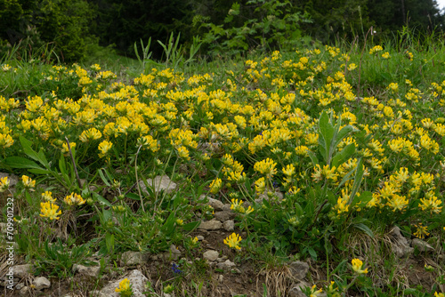 Alpen-Wundklee, Anthyllis vulneraria ssp. alpestris, große, blühende Gruppe in Berg-Wiese photo