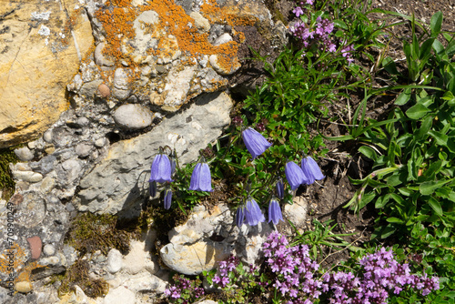 Zwerg-Glockenblume, Campanula cochleariifolia, an Felsen, mit Thymian photo